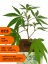 Rostlina phenotyp EC5 - Eletta campana, HYDRO - Počet rostlin: kusový odběr - 274Kč/ks