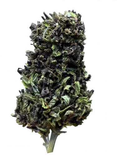 CBD květ konopí Purple - Hmotnost: 1g