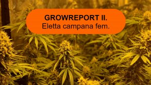 Eletta campana - Growreport 2