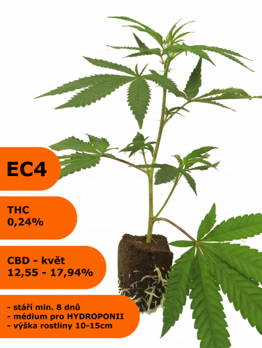 Klon phenotyp EC4 - Eletta campana, Hydro - Počet rostlin: odběr 264 kusů - 115Kč/ks