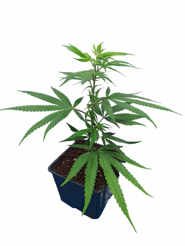 Rostlina phenotyp EC2 - Eletta campana, SOIL - Počet rostlin: odběr 40 kusů - 219Kč/ks