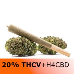 THCV preroll Mango kush