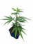 Rostlina phenotyp EC1 - Eletta campana, SOIL - Počet rostlin: odběr 60 kusů - 209Kč/ks