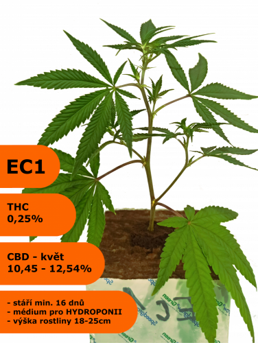 Rostlina phenotyp EC1 - Eletta campana, HYDRO - Počet rostlin: kusový odběr - 274Kč/ks