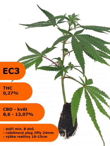 Klon phenotyp EC3 - Eletta campana, Jiffy - Počet rostlin: odběr 56 kusů - 139Kč/ks