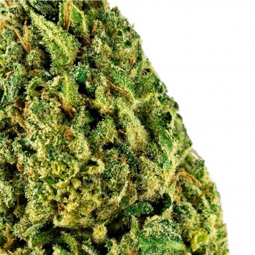 CBD květ konopí Magic Bud - luxusní skleník - *Balení květu:: 250g - sáček