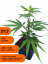 Rostlina phenotyp EC3 - Eletta campana, SOIL - Počet rostlin: odběr 500 kusů - 189Kč/ks