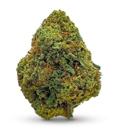CBD květ konopí Suver Haze - Colorado USA