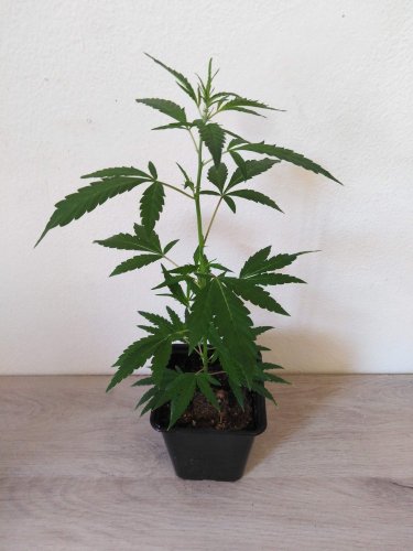 CBD Kompolti - rostlina
