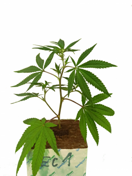 Rostliny - hydroponie - Botanický název - Cannabis sativa L., ELETTA CAMPANA