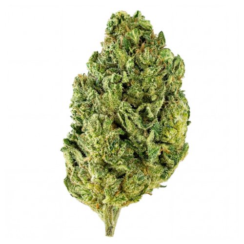 CBD květ konopí Magic Bud - luxusní skleník - *Balení květu:: 250g - sáček