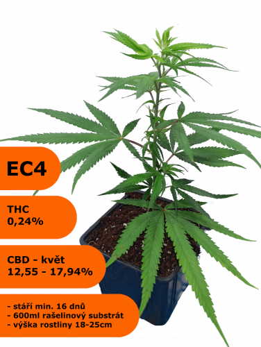 Rostlina phenotyp EC4 - Eletta campana, SOIL - Počet rostlin: odběr 20 kusů - 239Kč/ks