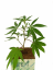 Rostlina phenotyp EC5 - Eletta campana, HYDRO - Počet rostlin: odběr 1.000 kusů - 179Kč/ks