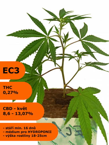 Rostlina phenotyp EC3 - Eletta campana, HYDRO - Počet rostlin: odběr 500 kusů - 199Kč/ks