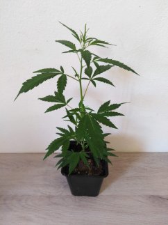 CBD Carmagnola - rostlina